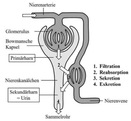 Nephron-Schema: Glomerulus mit Bowman-Kapsel, Nierentubulus und Sammelrohr mit Filtration, Reabsorption, Sekretion, Exkretion.